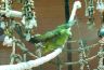 Echo in his outdoor aviary