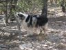 Skye-big-stick.jpg