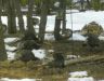 Our wild turkeys