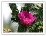 Blooming cactus