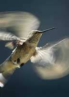 New Mexico Hummingbird