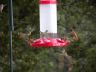 Hummingbirds.jpg