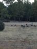 Turkeys-in-meadow.jpg