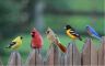 birds-on-fence.jpg